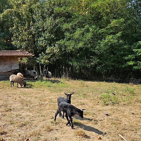 Farmica, Bed&Breakfast, Bazen Izdvojen Nekoliko Minuta Hoda Ðurđevac Zewnętrze zdjęcie