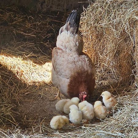 Farmica, Bed&Breakfast, Bazen Izdvojen Nekoliko Minuta Hoda Ðurđevac Zewnętrze zdjęcie